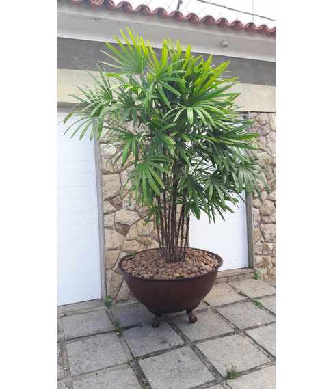 imagem de Bacio GG 61cm - VRF161